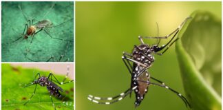 Super mosquito survive insecticides