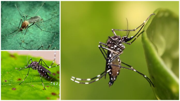 Super mosquito survive insecticides