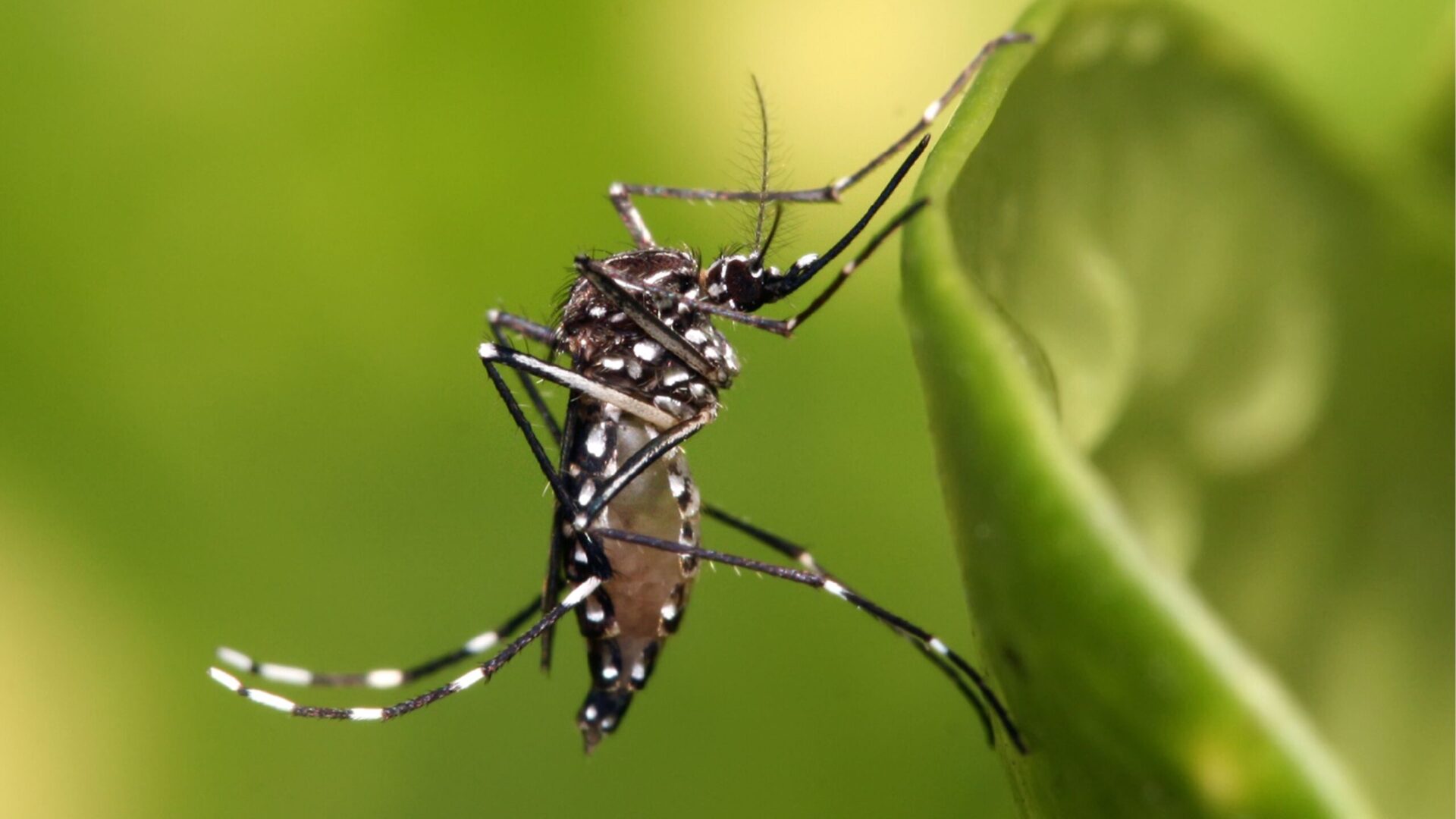 Super mosquitos show resilience to insecticides as per scientists