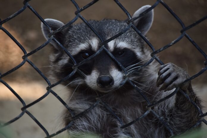 How Raccoon Dogs caused the Pandemic Explained
