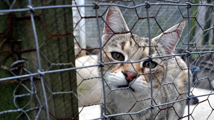 Cat blender China animal abusers viral